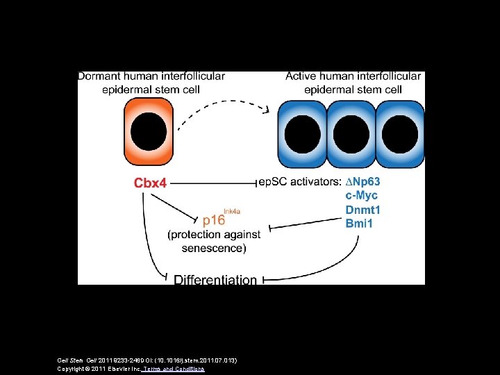 Cell Stem Cell 2011 9233 -246 DOI: (10. 1016/j. stem. 2011. 07. 013) Copyright