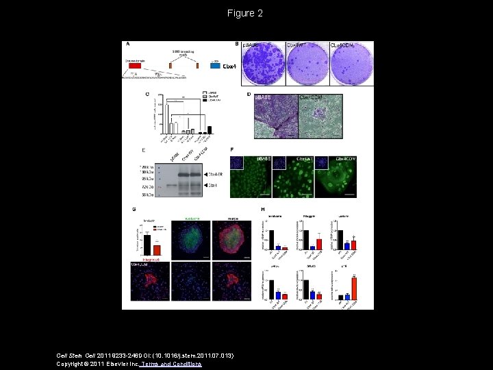 Figure 2 Cell Stem Cell 2011 9233 -246 DOI: (10. 1016/j. stem. 2011. 07.