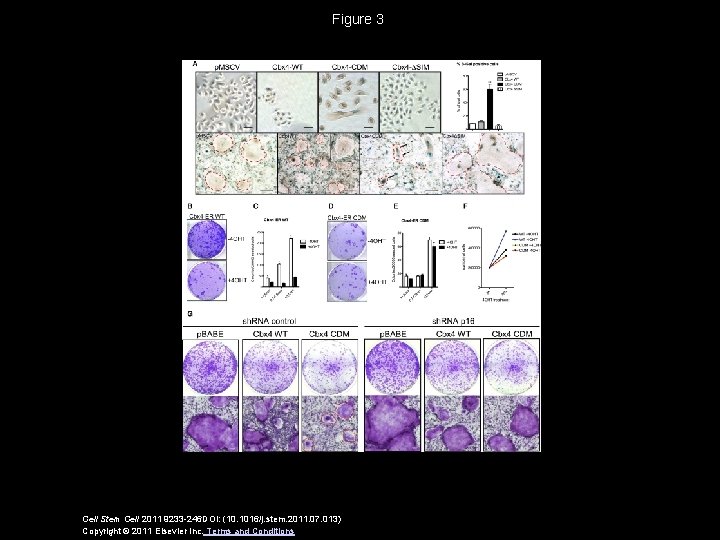 Figure 3 Cell Stem Cell 2011 9233 -246 DOI: (10. 1016/j. stem. 2011. 07.