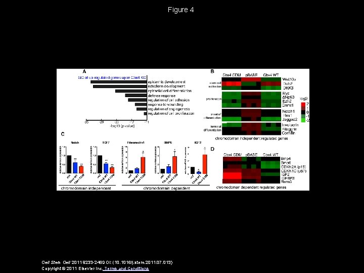 Figure 4 Cell Stem Cell 2011 9233 -246 DOI: (10. 1016/j. stem. 2011. 07.