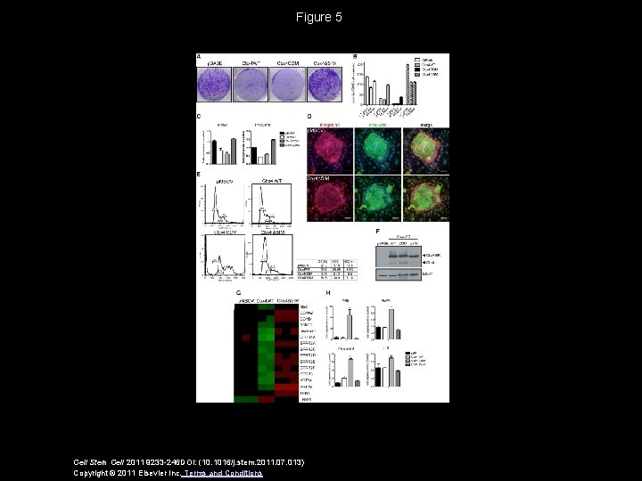 Figure 5 Cell Stem Cell 2011 9233 -246 DOI: (10. 1016/j. stem. 2011. 07.