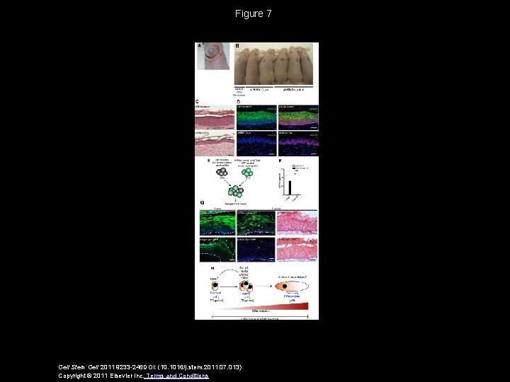 Figure 7 Cell Stem Cell 2011 9233 -246 DOI: (10. 1016/j. stem. 2011. 07.