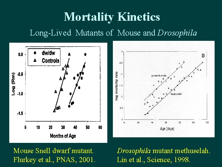 Mortality Kinetics Long-Lived Mutants of Mouse and Drosophila Mouse Snell dwarf mutant. Flurkey et Mortality Kinetics Long-Lived Mutants of Mouse and Drosophila Mouse Snell dwarf mutant. Flurkey et