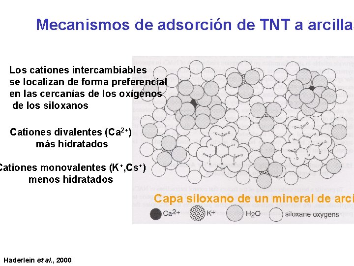 Mecanismos de adsorción de TNT a arcillas Los cationes intercambiables se localizan de forma
