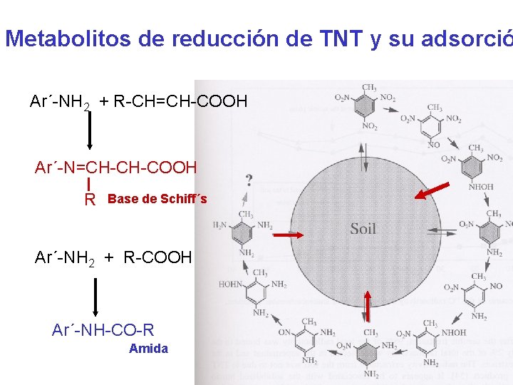 Metabolitos de reducción de TNT y su adsorció Ar´-NH 2 + R-CH=CH-COOH Ar´-N=CH-CH-COOH R