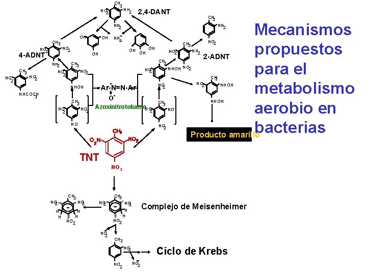 CH 3 NO 2 NH 2 2, 4 -DANT CH 3 NO 2 4