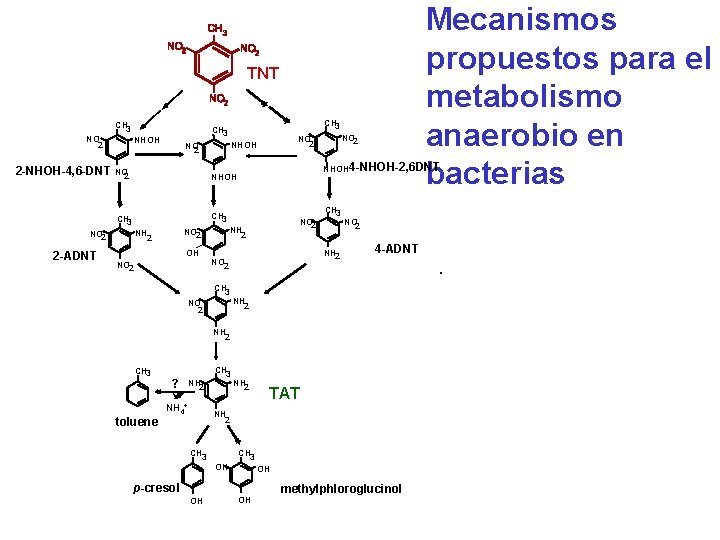 Mecanismos propuestos para el metabolismo anaerobio en bacterias TNT CH 3 NO 2 NHOH