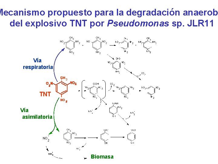 Mecanismo propuesto para la degradación anaerob del explosivo TNT por Pseudomonas sp. JLR 11