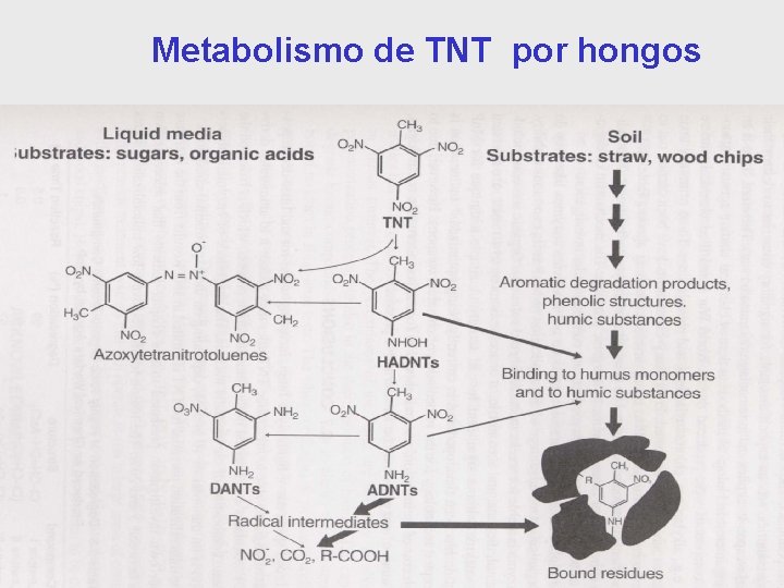 Metabolismo de TNT por hongos 