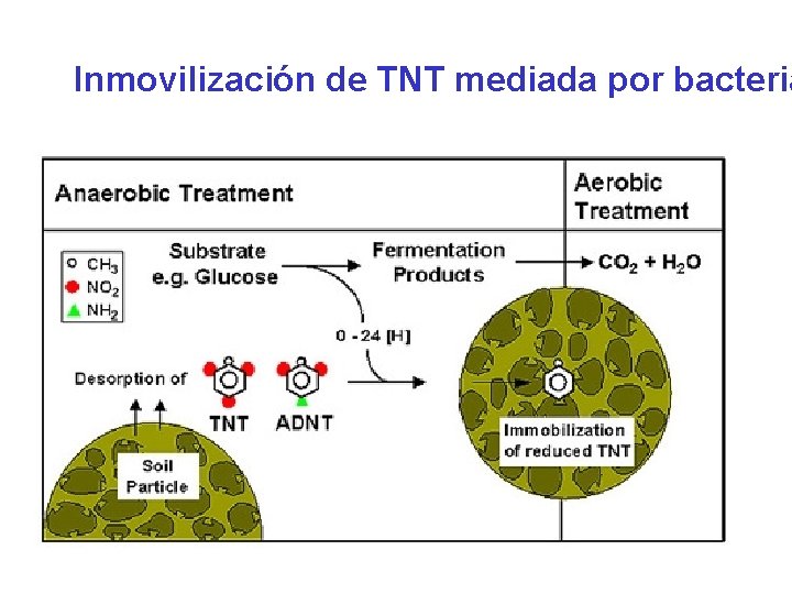 Inmovilización de TNT mediada por bacteria 