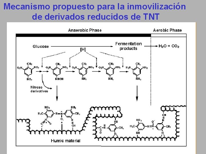 Mecanismo propuesto para la inmovilización de derivados reducidos de TNT 