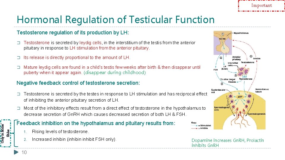 Important Hormonal Regulation of Testicular Function Testosterone regulation of its production by LH: �