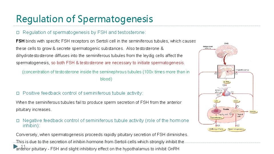 Regulation of Spermatogenesis � Regulation of spermatogenesis by FSH and testosterone: FSH binds with