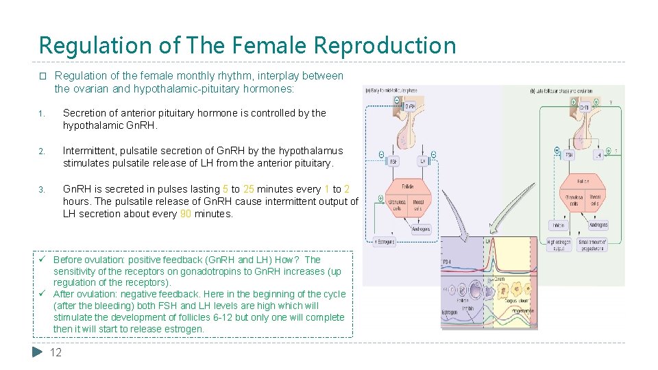 Regulation of The Female Reproduction � Regulation of the female monthly rhythm, interplay between