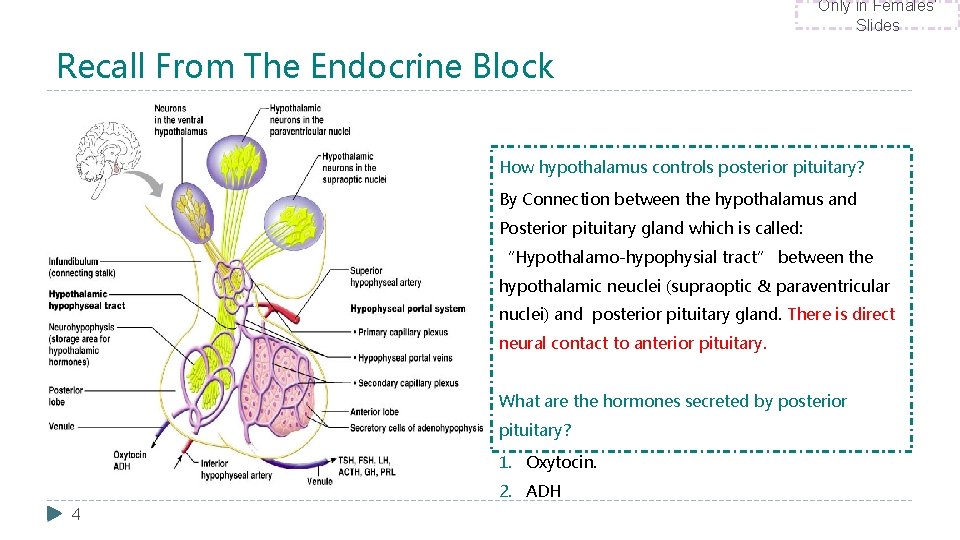 Only in Females’ Slides Recall From The Endocrine Block How hypothalamus controls posterior pituitary?