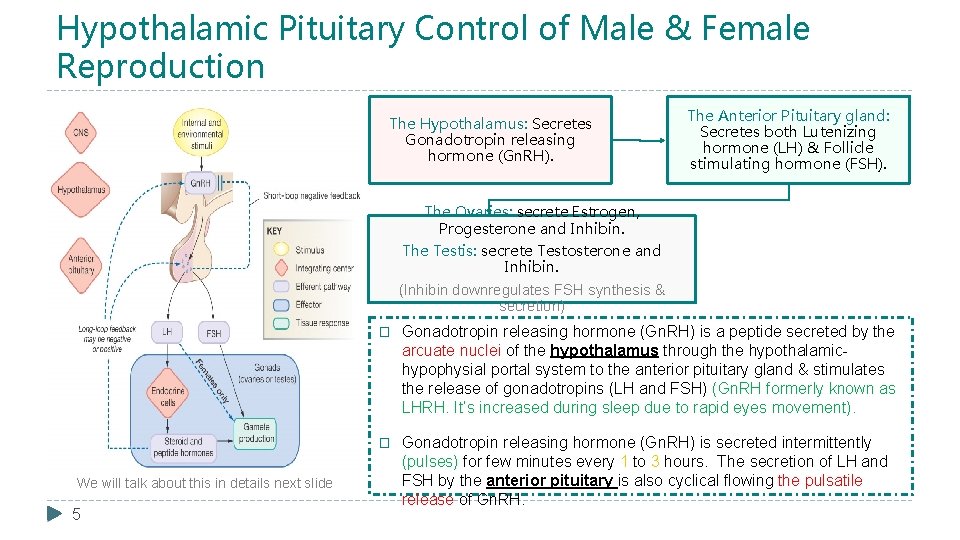 Hypothalamic Pituitary Control of Male & Female Reproduction The Hypothalamus: Secretes Gonadotropin releasing hormone