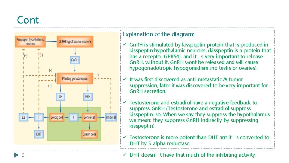 Cont. Explanation of the diagram: ü Gn. RH is stimulated by kisspeptin protein that
