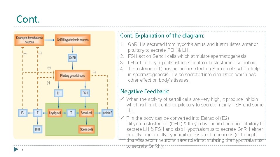 Cont. Explanation of the diagram: 1. Gn. RH is secreted from hypothalamus and it