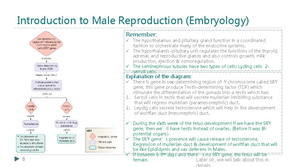 Introduction to Male Reproduction (Embryology) Remember: ü The hypothalamus and pituitary gland function in