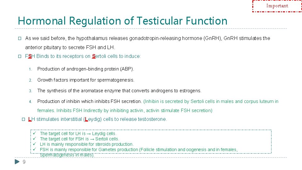 Important Hormonal Regulation of Testicular Function � As we said before, the hypothalamus releases