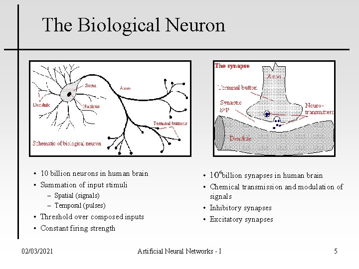 The Biological Neuron • 10 billion neurons in human brain • Summation of input