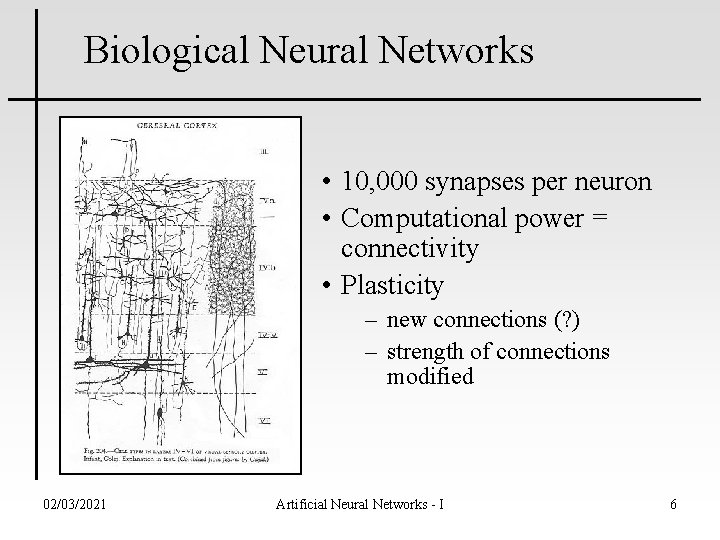 Biological Neural Networks • 10, 000 synapses per neuron • Computational power = connectivity