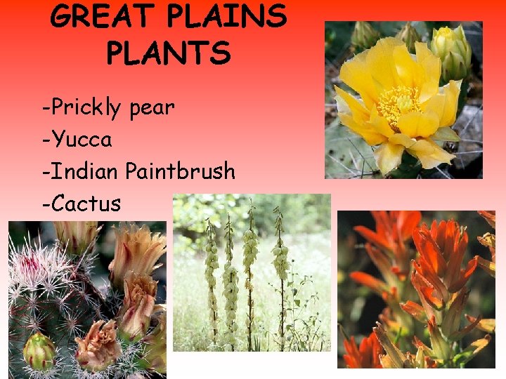 GREAT PLAINS PLANTS -Prickly pear -Yucca -Indian Paintbrush -Cactus 