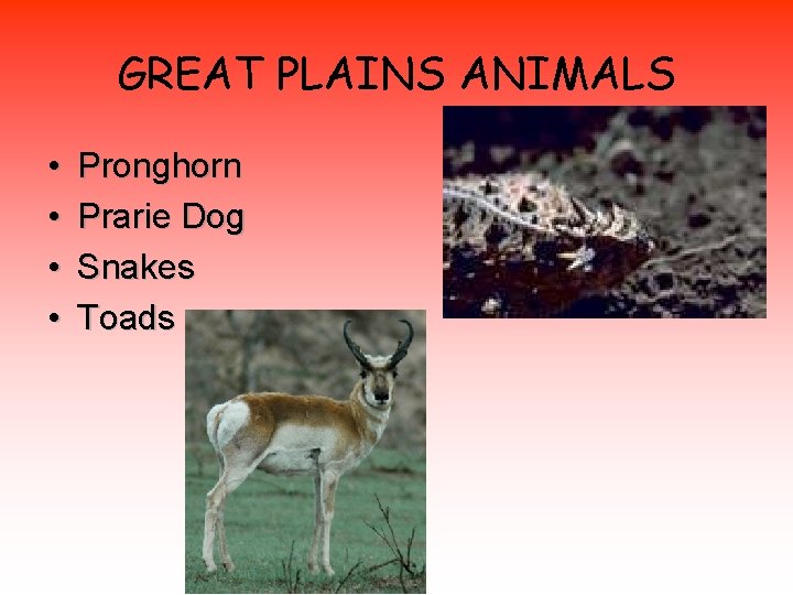 GREAT PLAINS ANIMALS • • Pronghorn Prarie Dog Snakes Toads 