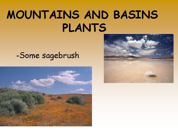 MOUNTAINS AND BASINS PLANTS -Some sagebrush 