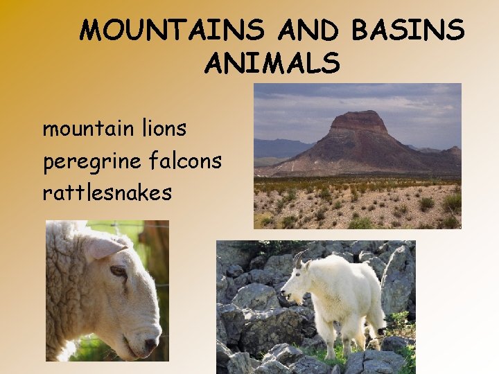 MOUNTAINS AND BASINS ANIMALS mountain lions peregrine falcons rattlesnakes 