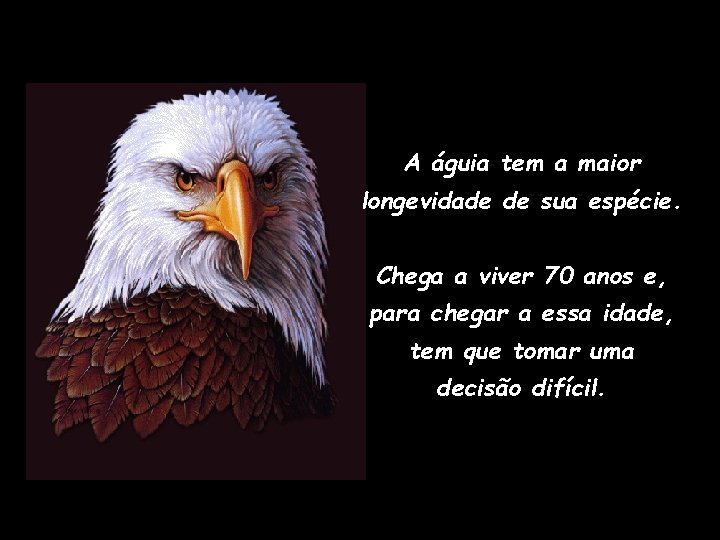 A águia tem a maior longevidade de sua espécie. Chega a viver 70 anos