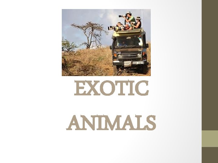 EXOTIC ANIMALS 