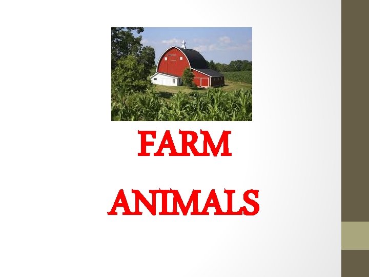 FARM ANIMALS 