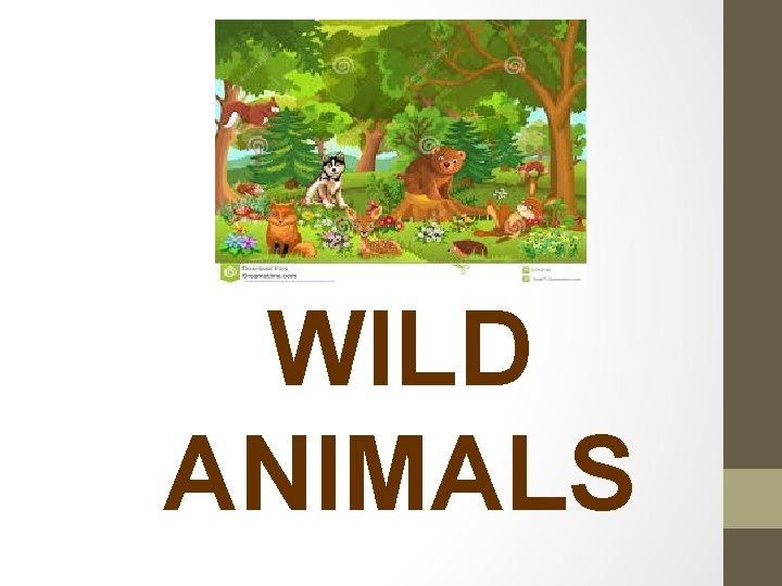 WILD ANIMALS 