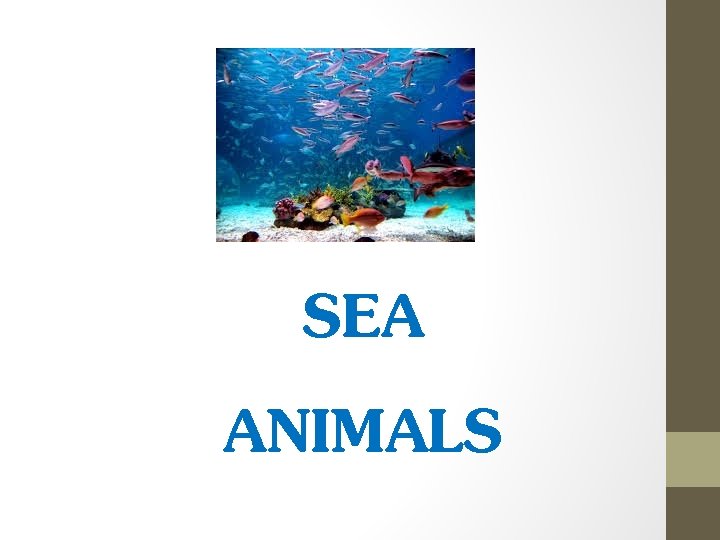 SEA ANIMALS 