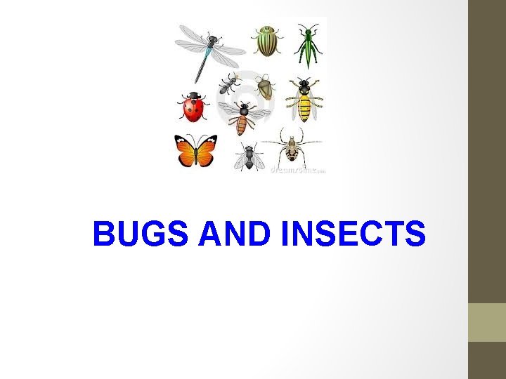 BUGS AND INSECTS 