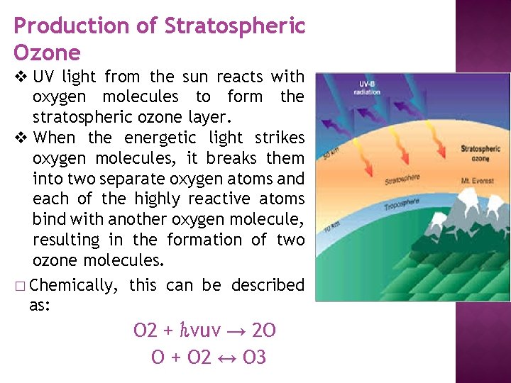 Production of Stratospheric Ozone v UV light from the sun reacts with oxygen molecules