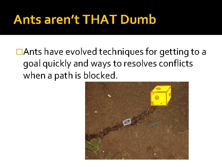 Ants aren’t THAT Dumb �Ants have evolved techniques for getting to a goal quickly