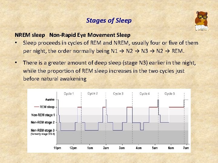 Stages of Sleep NREM sleep Non-Rapid Eye Movement Sleep • Sleep proceeds in cycles