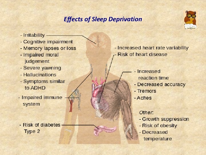 Effects of Sleep Deprivation 