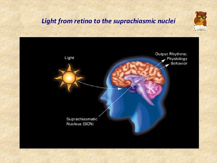 Light from retina to the suprachiasmic nuclei 
