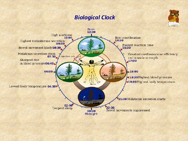 Biological Clock 