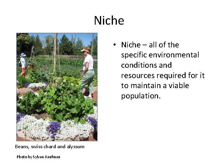 Niche • Niche – all of the specific environmental conditions and resources required for