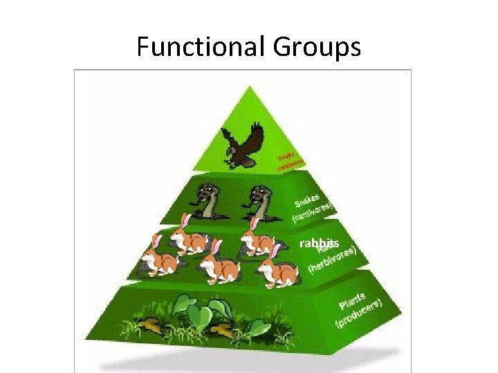 Functional Groups rabbits 