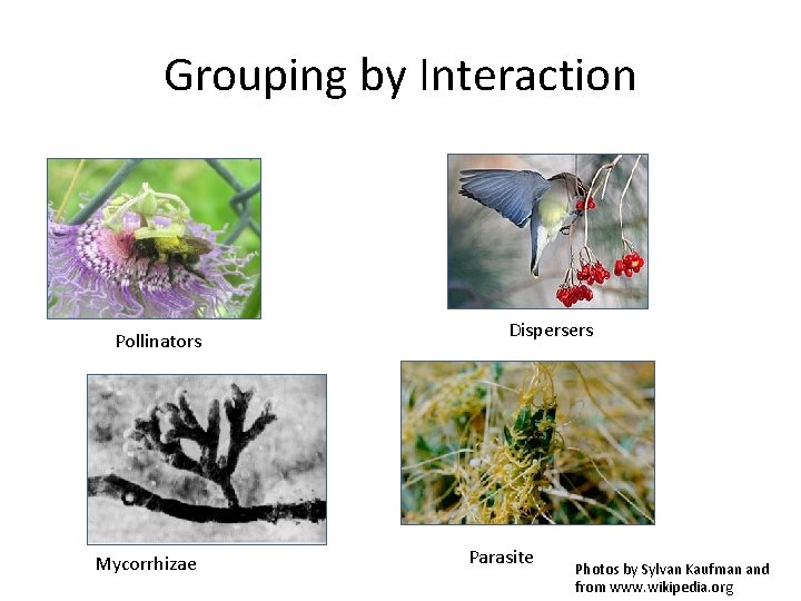 Grouping by Interaction Pollinators Mycorrhizae Dispersers Parasite Photos by Sylvan Kaufman and from www.