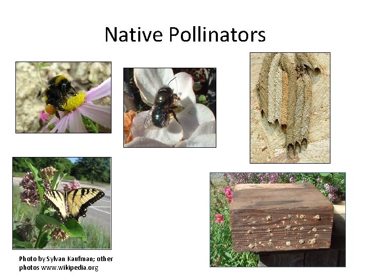 Native Pollinators Photo by Sylvan Kaufman; other photos www. wikipedia. org 