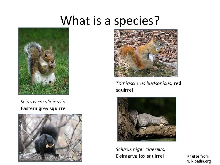 What is a species? Tamiasciurus hudsonicus, red squirrel Sciurus caroliniensis, Eastern grey squirrel Sciurus