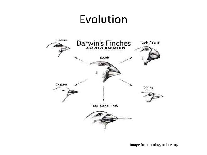 Evolution Image from biologyonline. org 