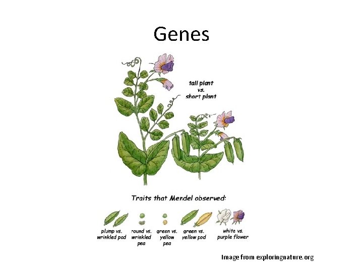 Genes Image from exploringnature. org 