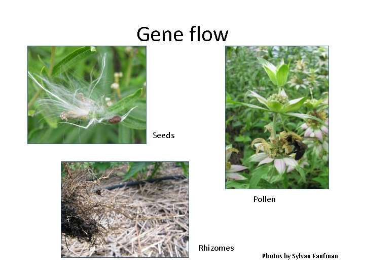 Gene flow Seeds Pollen Rhizomes Photos by Sylvan Kaufman 